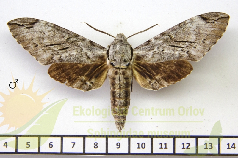 7298 Psilogramma lifuense 