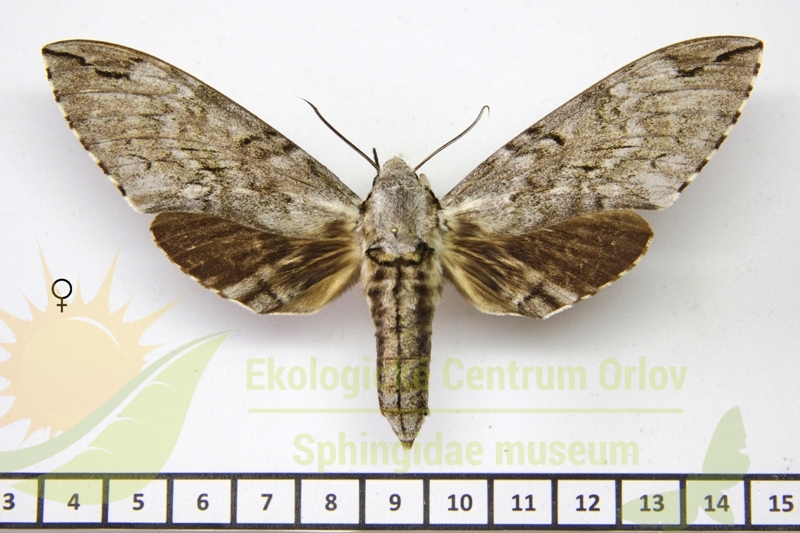 7299 Psilogramma lifuense 