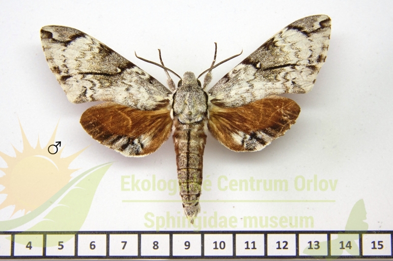 7300 Psilogramma jordana 