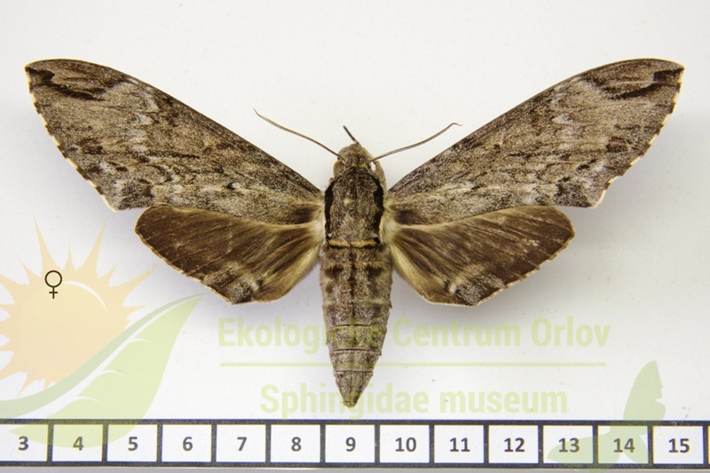 7302 Psilogramma timorica 