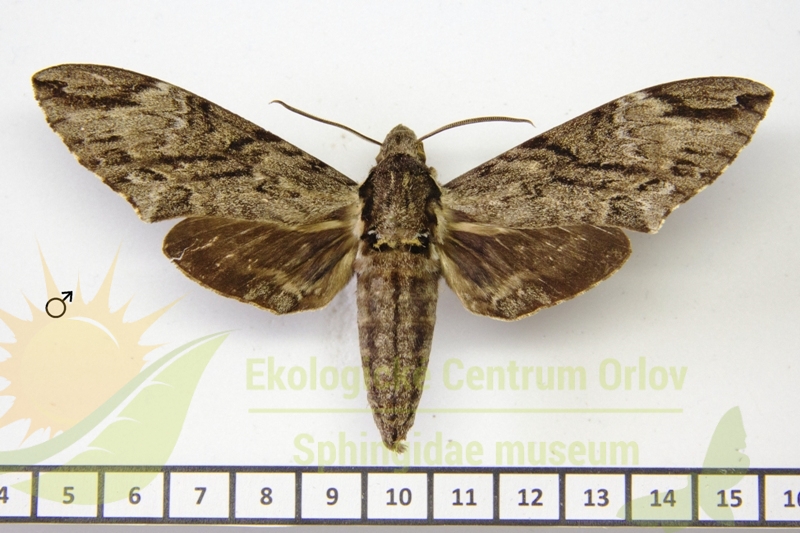 7303 Psilogramma kleineri 