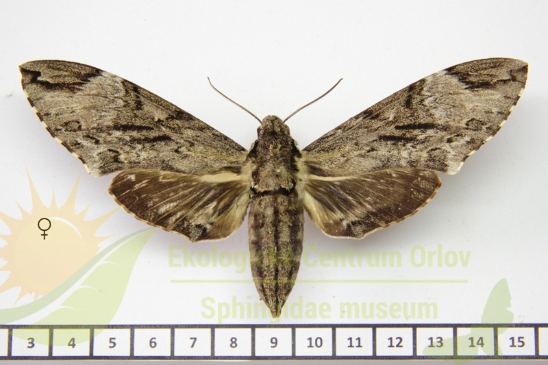 7304 Psilogramma kleineri 