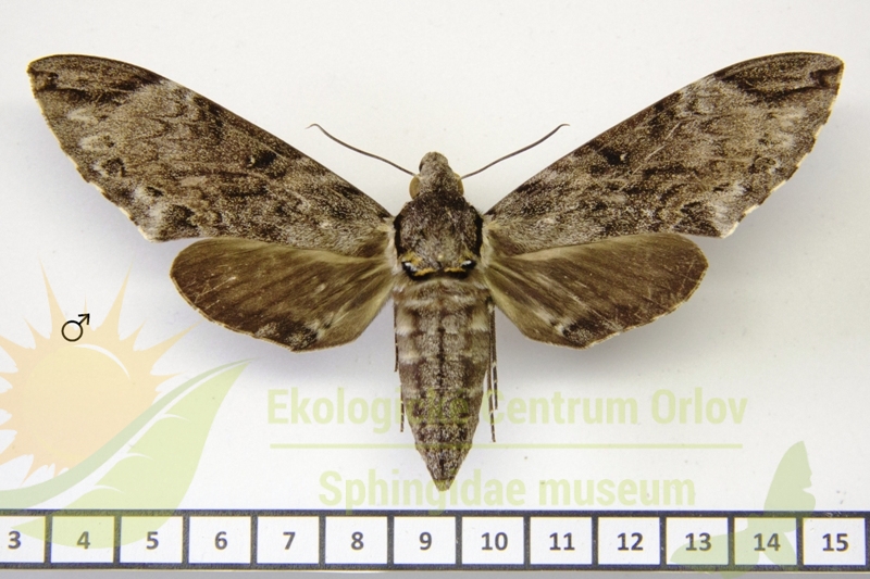 7306 Psilogramma renneri 