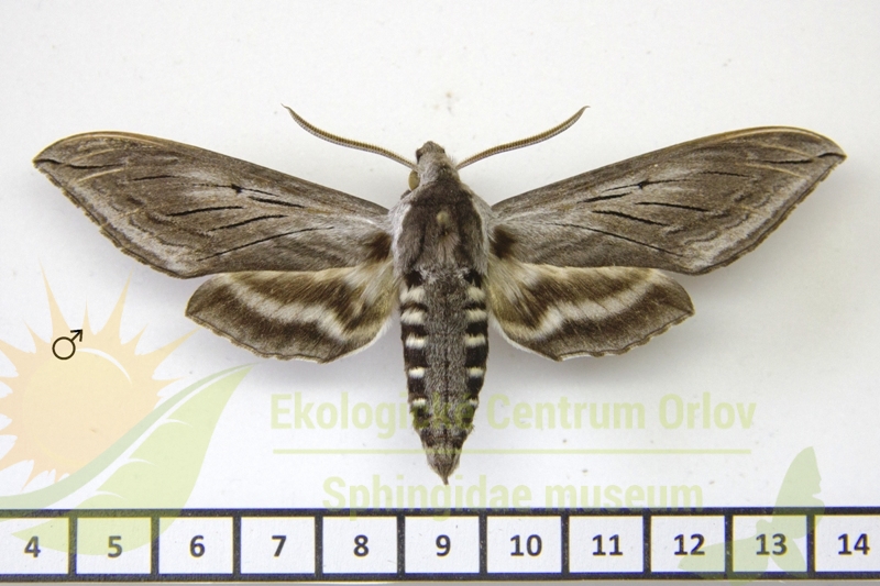 7468 Sphinx perelegans 