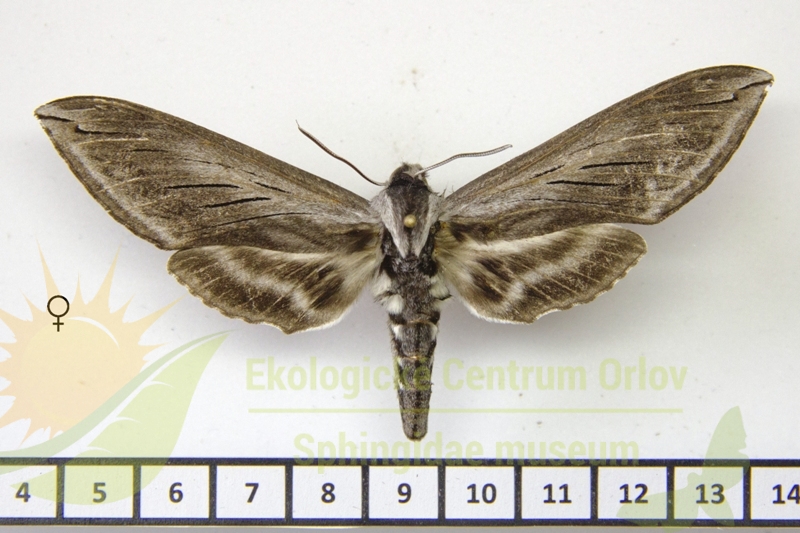 7469 Sphinx perelegans 