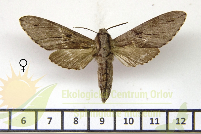 7513 Sphinx caligineus sinicus