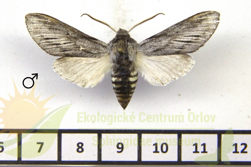 7523 Synoecha marmorata 