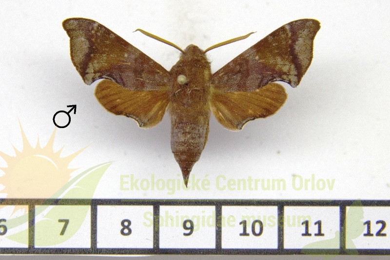 7529 Temnora agryopeza 