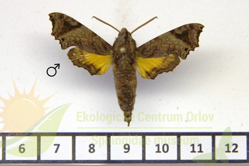 7537 Temnora pseudopylas 