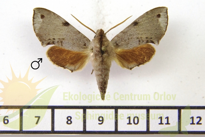 7589 Temnora engis catalai