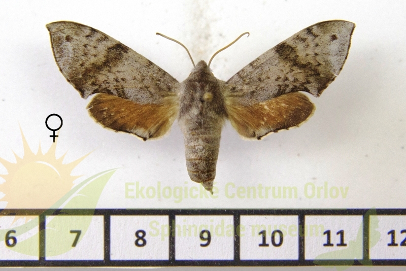 7590 Temnora engis catalai