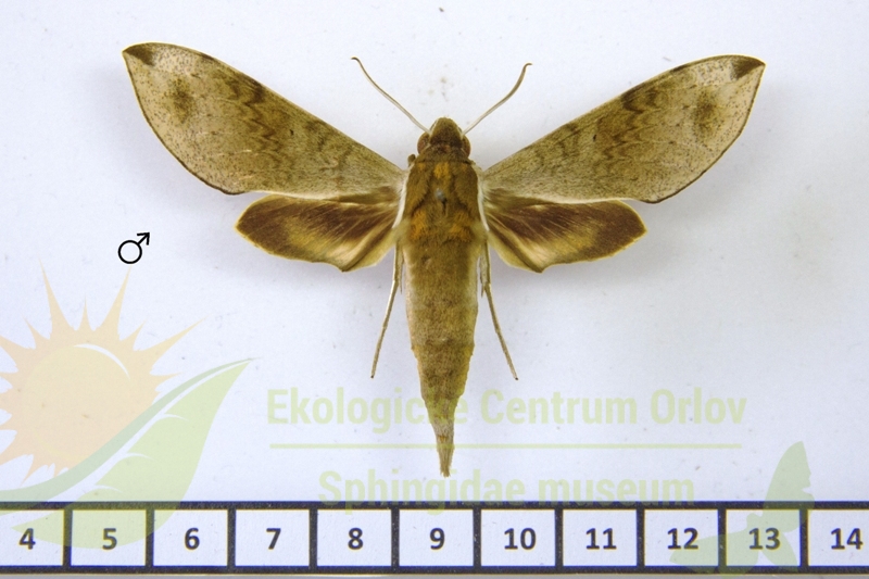 7775 Xylophanes schausi 