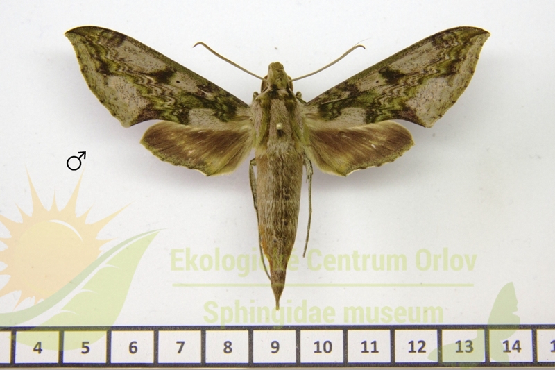 7779 Xylophanes fusimaculata 