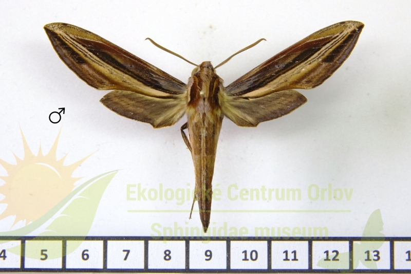 7795 Xylophanes pyrrhus 