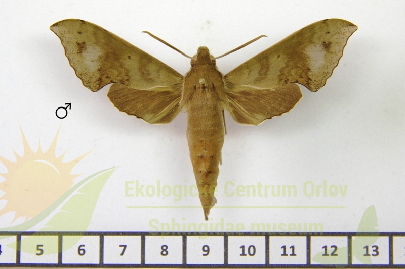 7809 Xylophanes germen yurakano