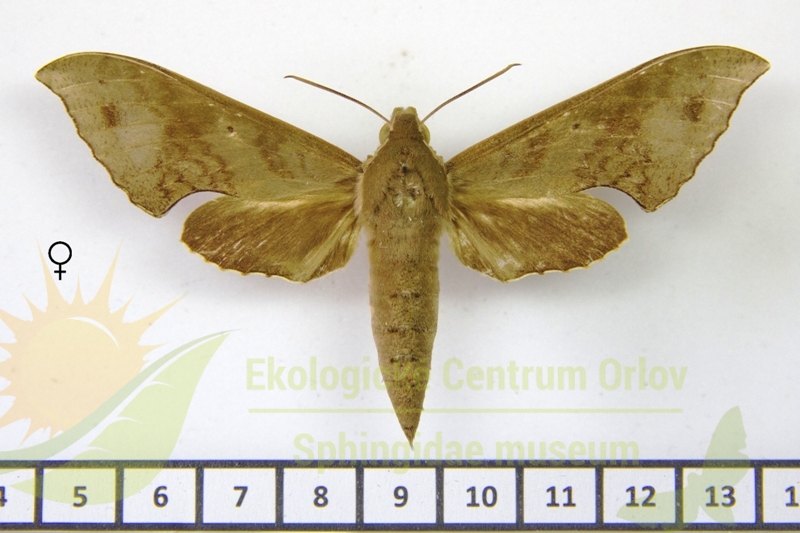 7810 Xylophanes germen yurakano