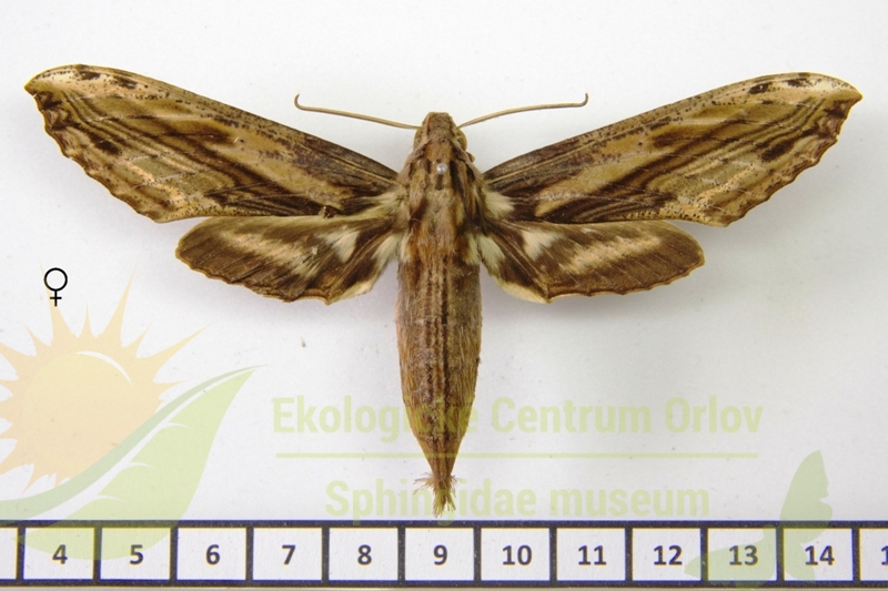 7815 Xylophanes guianensis 