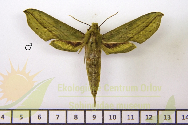 7836 Xylophanes elara 