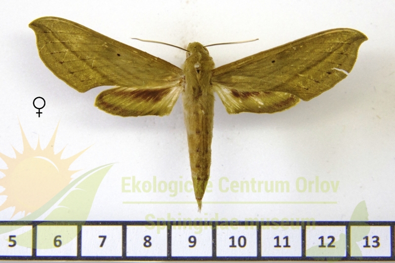 7837 Xylophanes elara 