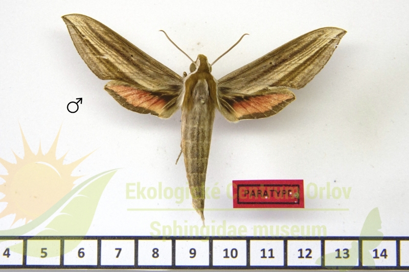 7876 Xylophanes balcazari 