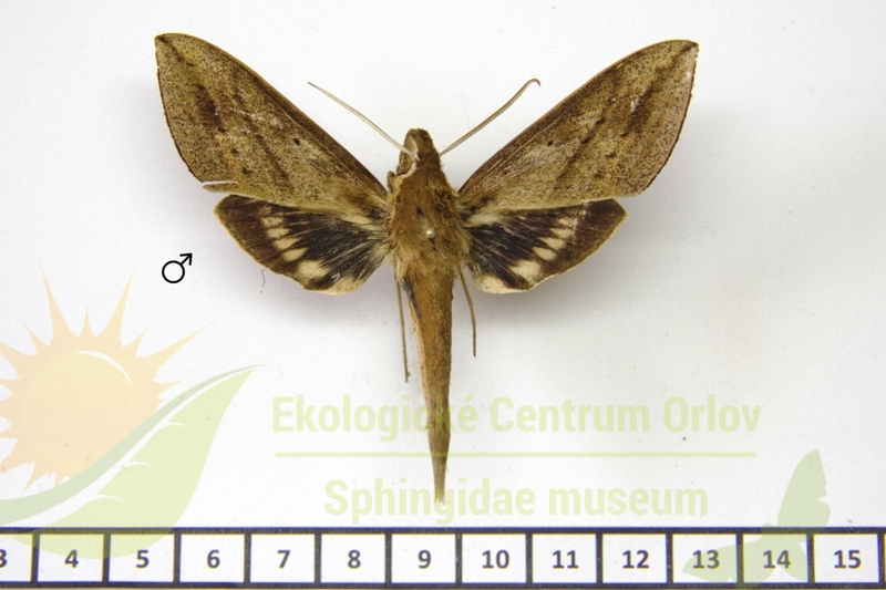 7888 Xylophanes porioni 