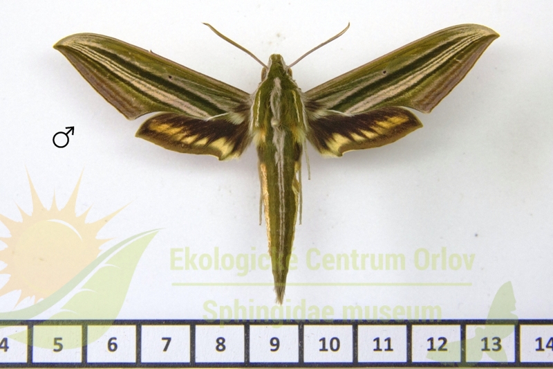 7890 Xylophanes eumedon 