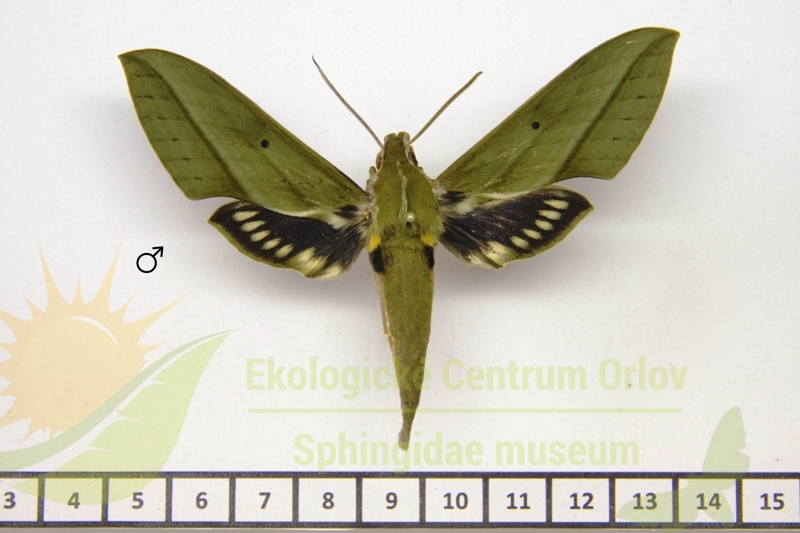 7926 Xylophanes rhodochlora 