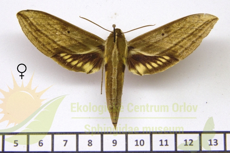 7934 Xylophanes aristor 