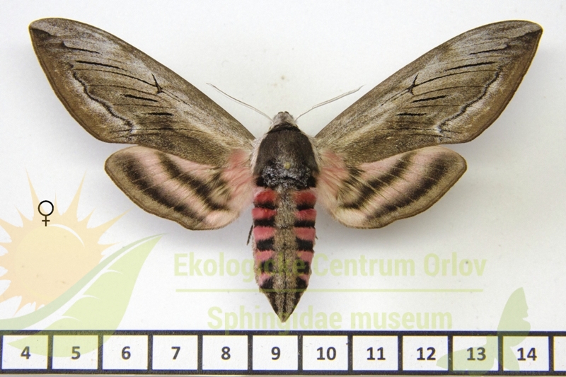 7941 Sphinx ligustri eichleri