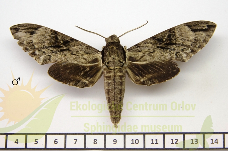 7989 Psilogramma hayati 