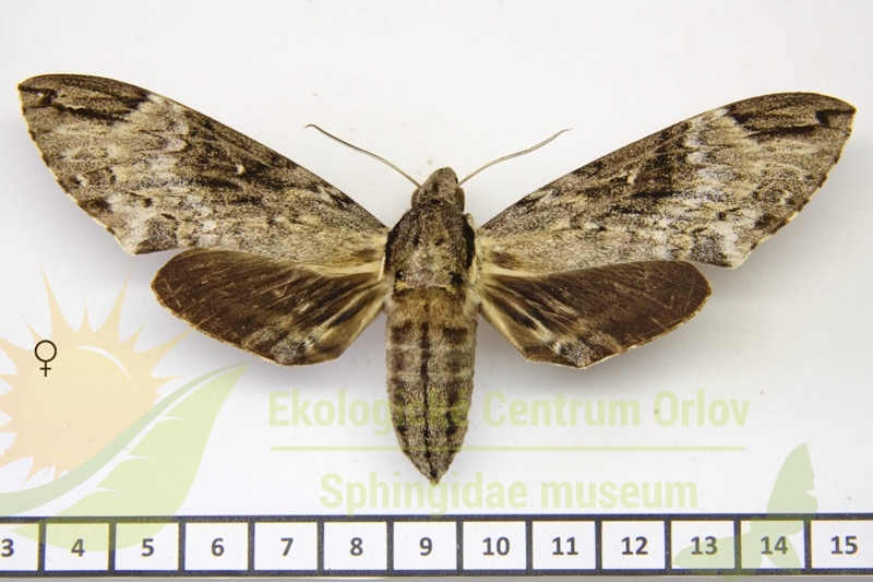 7990 Psilogramma hayati 