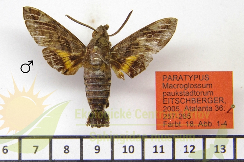 8018 Macroglossum paukstadtorum 