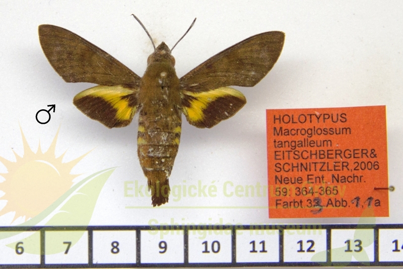 8019 Macroglossum tangalleum 