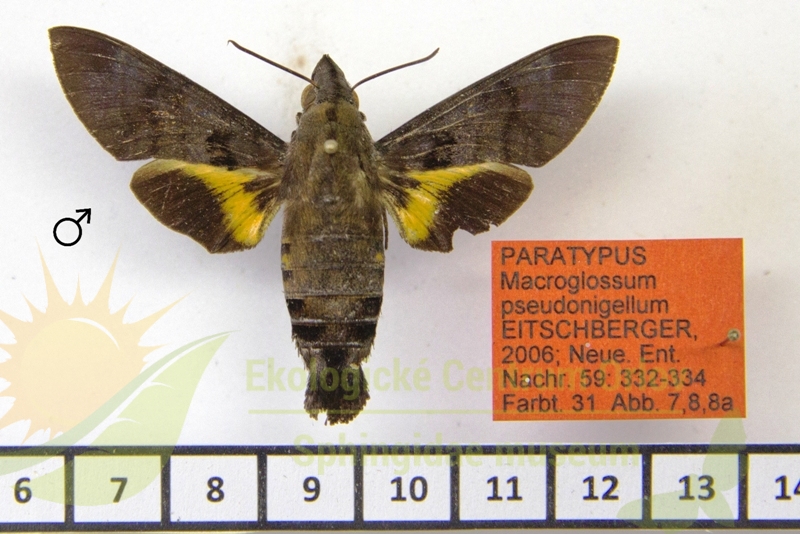 8020 Macroglossum pseudonigellum 