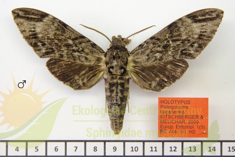 8040 Psilogramma bacanensis 