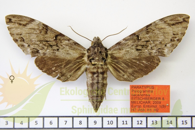 8042 Psilogramma bacanensis 