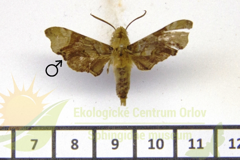 8052 Temnora rattrayi 