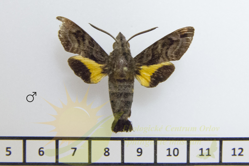 9064 Macroglossum lepidum 