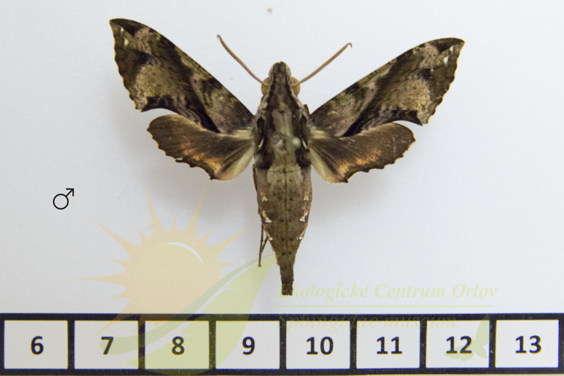 9084 Macroglossum variegatum 