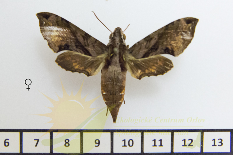 9085 Macroglossum variegatum 