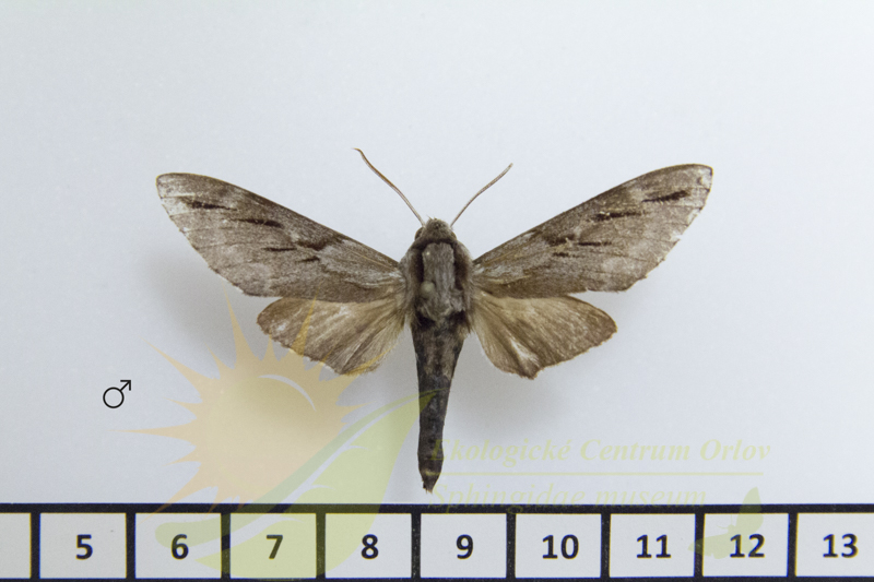 9143 Sphinx centrovietnama 